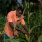 medium shot boy working cornfield_23 2149142836 85x85